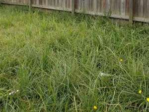 A back yard of tall overgrown grass against a wooden fence, the kind of yard a clean up starts from.